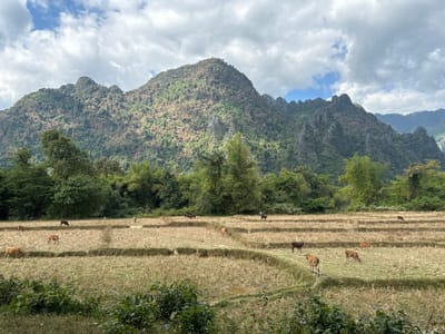 A scenic landscape presents a dry, harvested field with scattered cattle grazing. Lush green trees line the foreground and the middle ground, leading up to a tall, rocky mountain range covered in vegetation, partially shaded by the cloudy sky. The scene suggests a rural, agricultural area within a mountainous region.