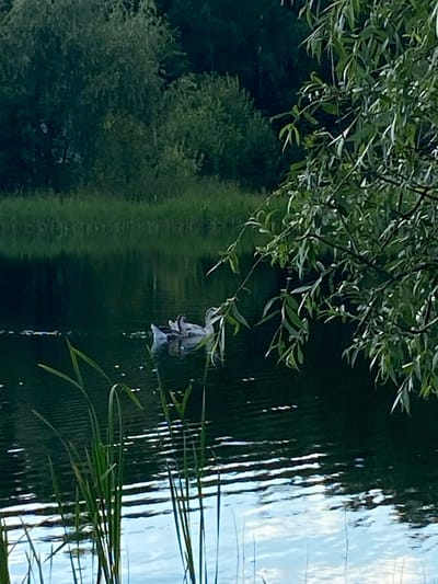 The image depicts a serene natural scene with water and foliage, likely taken during daylight hours. The primary subject is the reflection of trees and the sky on the surface of a body of water, possibly a lake or river. Green branches of a tree overhang the water from the left side of the frame, with some leaves dipping towards the surface. A single, delicate white flower, appearing somewhat wilted, hangs by a thin stem, its reflection clearly visible in the water below. The water itself is dark green and rippled, reflecting the sky with streaks of white and light blue. Tall, thin blades of grass or reeds are present along the right side of the image, their forms also distorted by the water's movement. The overall impression is one of peacefulness and natural beauty. There is no visible text or any indication of human activity beyond the potential presence of the flower which might have been placed there. The setting appears to be a tranquil outdoor environment, possibly a park or a natural area near water.
