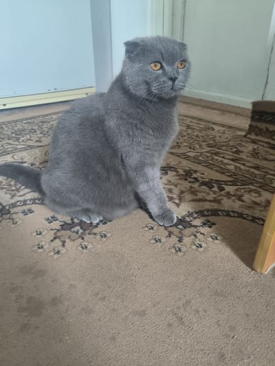 A grey Scottish Fold cat with bright orange eyes sits on a patterned carpet. The cat is facing to the right of the frame, looking slightly upwards. Its ears are folded forward. The background consists of a light blue wall and a doorway. The carpet is beige with a brown and black intricate pattern. The lighting suggests an indoor environment, possibly a living room. The image was taken in Ленин, Kyrgyzstan.