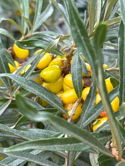 The image is a close-up, slightly out-of-focus photograph of sea buckthorn berries and foliage. The berries are a vibrant yellow-orange and are clustered on a branch, partially obscured by the plant's long, narrow, grey-green leaves. The leaves have a textured, slightly fuzzy appearance and some exhibit a silvery sheen. The background is blurred, suggesting a natural, outdoor setting, consistent with the plant's typical habitat. The image composition focuses on the details of the berries and leaves, emphasizing their color and texture. There are no people or animals visible in the image. The scene depicts a close-up view of a sea buckthorn plant, likely in its natural environment.