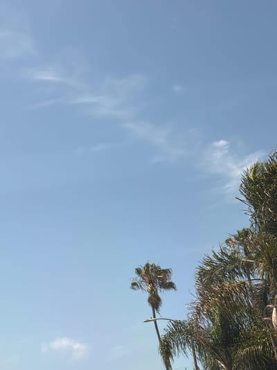 The image presents a daytime scene under a clear, light blue sky with sparse, wispy white clouds scattered across the upper and central portions. The right side and lower-right quadrant of the frame are filled with a dense mass of palm tree fronds, exhibiting a mix of vibrant green and dried brownish-green foliage. In the lower-left-center, a single, taller palm tree with a more desiccated crown of fronds is visible. A grey street lamp arm is affixed to the trunk of this isolated palm tree, extending horizontally to the left. No individuals, animals, or vehicles are depicted in this environment located in Marina del Rey, United States.