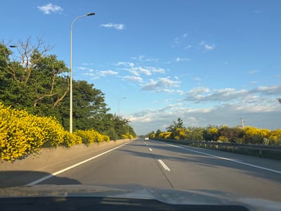 The image depicts a highway scene in Akhalsheni, Georgia, under a clear blue sky with scattered white clouds. The road, an asphalt multi-lane highway, stretches into the distance, marked by white lines. On the left side of the road, a concrete barrier separates the highway from a slope covered with vibrant yellow flowering bushes and green trees. Tall, modern streetlights are positioned along the left side of the highway. On the right side, a metal guardrail runs parallel to the road, also lined with yellow flowering bushes and trees. A white car is visible in the distance, traveling on the highway. The perspective suggests the photo was taken from inside a vehicle moving on the highway, as the dashboard and windshield are partially visible in the foreground. The overall environment appears to be rural or on the outskirts of a town, characterized by natural vegetation alongside the man-made road infrastructure.