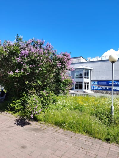 The image captures a bright, sunny day in Olenegorsk, Russia, featuring a building with a large banner displaying the text "СИЛА СЕВЕРА – В ЛЮДЬ" which translates to "Strength of the North – in People". The building appears to be an indoor sports facility or ice rink, indicated by a graphic of a figure skater on the banner and the overall architecture. In the foreground, a vibrant lilac bush in full bloom with purple flowers dominates the left side of the frame, adjacent to a paved walkway made of interlocking red bricks. A dense patch of tall green grass interspersed with small white and yellow wildflowers grows between the walkway and the building. A single, modern streetlamp stands to the right, its white spherical light fixture prominently visible against the clear blue sky. A small portion of a person is visible sitting on the ground in the lower left corner, partially obscured by the lilac bush. The background consists of the building's grey facade and the expansive, cloudless blue sky.