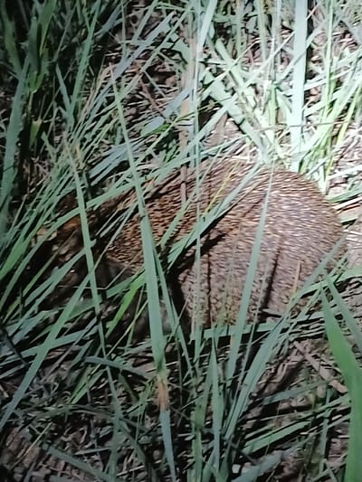 An echidna is partially visible amongst tall grass. The echidna is brown and spiky. The grass is green and sparse in places, revealing dark soil and dry leaves underneath. The scene appears to be outdoors at night, with artificial light illuminating the subject. The location is the city of Arna, Kazakhstan.