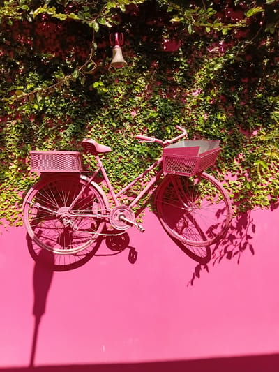 In Puerto Plata, Dominican Republic, a pink bicycle is mounted on a vibrant pink wall covered in lush green ivy. The bicycle, which appears to be a vintage cruiser style, is painted a bright pink, matching the wall. It features two baskets, one on the front handlebars and another on the rear rack. A small bell is suspended from a vine hanging above the bicycle. The sun casts sharp shadows of the bicycle and surrounding foliage onto the pink wall, creating a dynamic visual effect. The overall scene is whimsical and decorative, suggesting it's an outdoor art installation or a charming feature of a building's exterior.