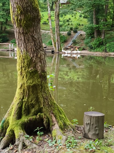 A picturesque, overcast scene at Kalinovoye Ozero, Russia, features a tranquil lake reflecting the lush green surroundings. In the foreground, a large, moss-covered tree trunk dominates the left side of the frame, its gnarled roots exposed and a small hollow at its base. To the right of the tree, a weathered wooden stump stands like a natural seat. Along the lake's edge, a group of white geese is gathered, their reflections shimmering on the water's surface. The background reveals a gently sloping embankment dotted with greenery and a winding pathway leading up to a wooden structure. The overall atmosphere is serene and natural.