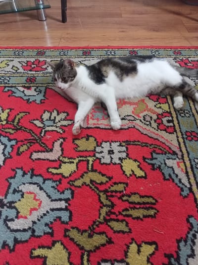 A tabby and white cat is lying on its side on a red oriental rug. The cat is facing towards the left of the frame, with its head resting on the rug and its eyes closed. Its body is stretched out, and its paws are extended. The rug has a complex geometric pattern with red, blue, green, and yellow colors. The floor behind the rug appears to be wooden. There is no indication of the specific location within Багушэўскі сельскі Савет, Belarus.