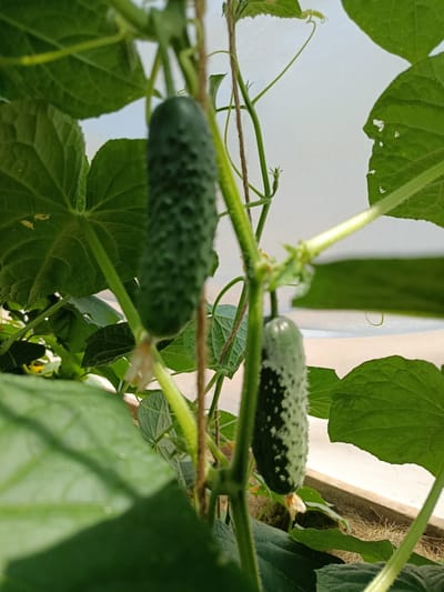 The image shows a close-up view of two cucumbers growing on a vine. The cucumbers are green with bumpy skin. One cucumber is larger and appears fully grown, while the other is smaller and still developing. The vine has large green leaves and a thin brown string is used to support its growth. The background is blurred, but suggests an indoor growing environment, possibly a greenhouse, with a white translucent covering and wooden elements at the bottom. There are no people visible in the image. The scene is outdoors in Varenikovskaya, Russia, within a garden or agricultural setting.
