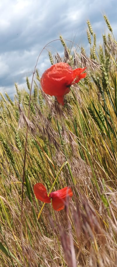 This is a close-up, vertical, low-angle shot of a wheat field with two red poppies in the foreground. The wheat stalks are a mix of green and golden brown, with some appearing dry and wispy. The poppies are vibrant red, with delicate, slightly crinkled petals. The top poppy is larger and in focus, while the bottom poppy is smaller and slightly out of focus. The background shows a cloudy sky with hints of blue. The scene is natural and appears to be located in an open field. There are no people or animals visible in the image. The overall impression is one of natural beauty and a serene rural landscape.