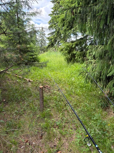 The image depicts a natural scene in the city of Podshivalovo, Russia. Two fishing rods are positioned in a grassy area surrounded by evergreen trees. One fishing rod is in the foreground, angled from the lower right towards the center of the image. Another fishing rod is visible in the background, extending to the right side of the frame. The ground is covered in green grass, with some fallen pine needles and cones. A small, freshly cut wooden post is standing upright in the grass to the left of the foreground fishing rod. The environment suggests a wooded area, possibly near a body of water, suitable for fishing.