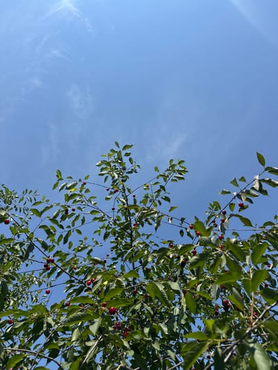 The image is a low-angle shot looking up at a cherry tree against a clear blue sky. The subjects are the branches of the cherry tree, laden with ripe, red cherries and surrounded by green leaves. The sky is a bright, cloudless blue, indicating a sunny day. The lighting suggests it is daytime, likely mid-morning or afternoon, with the sun casting a slight glare from the upper left. The scene is natural and peaceful, evoking a sense of summer abundance. There are no people or man-made objects visible. The location context is Kamyanyets, Belarus, which suggests a rural or natural setting. The image does not contain any visible text.
