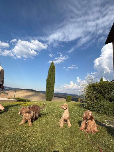The media file shows a scenic outdoor view of rolling hills in Asciano, Italy, under a bright blue sky with scattered white clouds. The image is oriented sideways, making the sky and clouds appear on the left and the landscape on the right. In the foreground, on the grassy terrain, are three curly-haired dogs. Two of the dogs are actively playing or walking, one with a red leash attached. The third dog is further away, also on the grass. A tall, slender cypress tree stands prominently in the middle ground, adding to the Italian landscape feel. Behind the cypress, a distant view of more hills and fields is visible, suggesting a rural, possibly agricultural, setting. A small, round bush is also present on the grass. In the upper left of the image, a dark wooden structure, possibly part of a building or pergola, is visible. The overall impression is one of a sunny day in a picturesque countryside. The time of day appears to be daytime, likely late morning or afternoon, given the strong sunlight casting shadows. No visible text is present in the image.