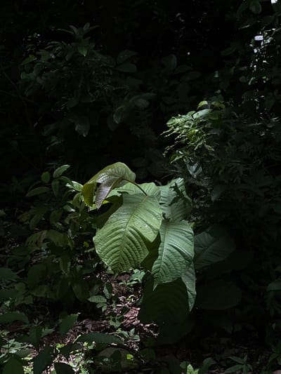 This media file depicts a close-up view of lush green foliage in a dimly lit natural setting, likely a forest or dense garden. The scene is dominated by large, textured leaves, some of which are brightly illuminated by a spotlight, highlighting their intricate vein patterns and water droplets. The background is mostly dark and shadowed, with only hints of other leaves and the forest floor visible. The overall impression is one of dense vegetation and natural beauty, possibly captured during twilight or under a canopy where light penetration is limited. There are no people or discernible objects other than the plants. The location is identified as Altagracia, Nicaragua. No text is visible in the image.
