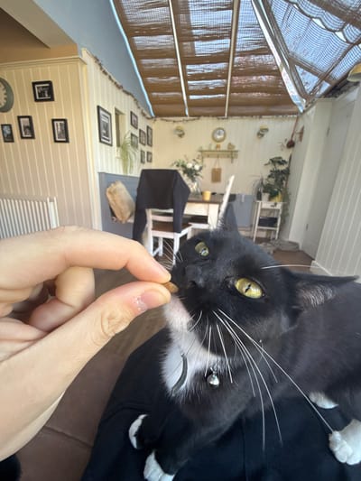 An indoor, close-up photograph, rotated 90 degrees clockwise, shows a black and white tuxedo cat about to take a treat from a human hand. The cat, with striking yellowish-green eyes and prominent white whiskers, is positioned in the upper right quadrant of the correctly oriented image. It has a small, silver bell on its collar and white fur on its chin, chest, and paws. Its gaze is fixed on the small, oval, brown treat held between the thumb and forefinger of the person. The human hand shows a minor imperfection or dry skin on the thumb.

The background reveals a cozy, well-decorated room, likely a home, with light-colored, possibly paneled, walls. On the left, a large window is covered by brown, woven blinds, allowing natural light into the space, suggesting it is daytime. The room features several shelves adorned with various framed pictures, some appearing to be black and white photographs. Potted plants, a round wall clock, and other decorative items contribute to the homely atmosphere. The cat appears eager and focused on receiving the treat. No visible text is present in the image. The photo was taken in Hitchin, United Kingdom.