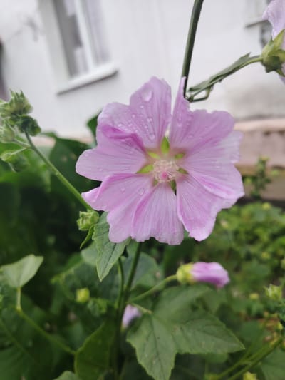 This is a close-up, eye-level, outdoor photograph of a pink mallow flower with dew drops on its petals. The flower is in focus, with its delicate petals displaying visible veins. The background is blurred, showing green foliage and what appears to be a light-colored building with a window. The image seems to be taken in a natural setting within the city of Буланаш, Russia, likely a garden or yard. There are no people or animals visible in the frame. The overall lighting suggests it could be a cloudy day or early morning.