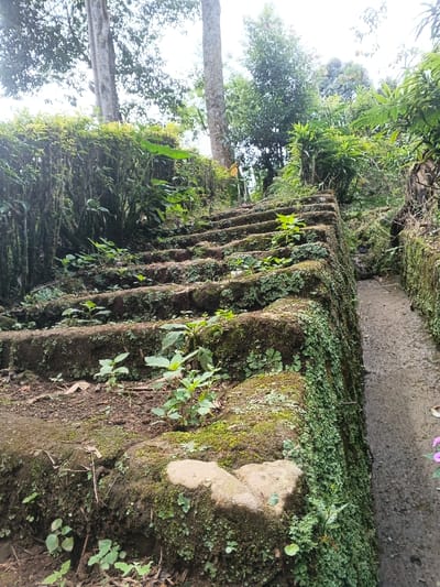 Moss-covered stone steps ascend through a lush, green landscape. Small plants and grasses sprout from the steps. A narrow, concrete channel runs parallel to the stairs. Trees and dense foliage form a canopy above, partially obscuring the sky. The scene exudes a natural, overgrown beauty, suggesting a forgotten or less-traveled path in a tropical or subtropical environment.