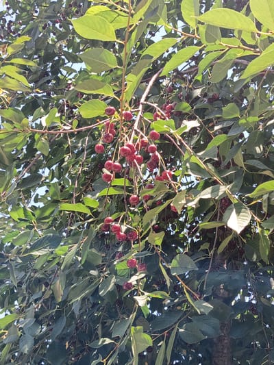 A close-up shot of a cherry tree laden with ripe, dark red cherries hangs against a clear blue sky. The cherries are clustered on thin stems, many of them hanging downwards. Lush green leaves, some dappled with sunlight, surround the fruit. The branches are thin and woody. The overall impression is one of abundance and natural beauty. This image was taken in the city of Khujand, Tajikistan, specifically in the vicinity of Nurmon Raziq Park.