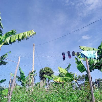 The image displays an outdoor daytime scene in Bonyamaro ward, Kenya, under a clear blue sky with scattered white clouds. A wire mesh fence, supported by at least three visible wooden posts, extends diagonally across the midground. Behind the fence, a dense array of green vegetation is evident, dominated by large-leafed banana plants. In the background, additional trees and foliage are visible. Five dark-colored garments, appearing to be socks, and one light blue folded garment, possibly a shirt or shorts, are suspended on a taut wire above the fence, drying in the sunlight. The word "Gaza" is present in white text in the bottom left corner of the image. No individuals are depicted.