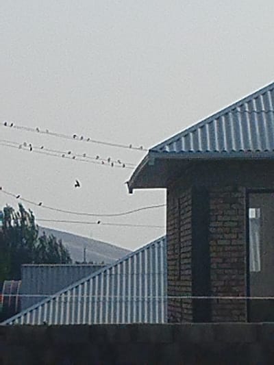 The image shows a cluster of birds perched on power lines, with a building and a hillside in the background. The sky is overcast, suggesting a cloudy or hazy day. The power lines are strung horizontally across the frame, and several birds are visible on them, appearing as small, dark silhouettes. One bird is captured in mid-flight, its wings spread.
In the foreground, the roof of a building with corrugated metal sheeting is visible. To the right, part of a brick building with a dark-colored window is also present. The architecture suggests a residential or commercial area. The background features a gently sloping hillside covered with sparse vegetation, indicative of a rural or semi-rural setting. Trees can be seen to the left, adding to the natural elements of the scene.
The overall impression is a quiet, everyday scene. The time of day is indeterminate due to the overcast sky, but the activity of the birds suggests it is daytime. There are no visible text elements in the image. The location is identified as Mady, Kyrgyzstan. The scene captures a moment of natural behavior amidst human infrastructure.