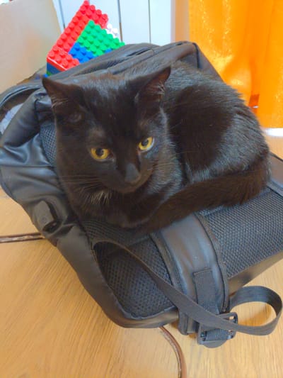 A black cat with yellow eyes is resting on a black backpack. The backpack is on a wooden surface. In the background, there are colorful building blocks and an orange curtain. The scene appears to be indoors, possibly in a home.