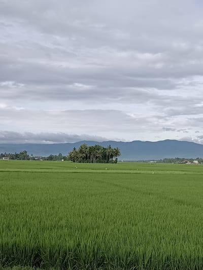 This is a wide-angle, eye-level, landscape photograph of a lush green rice paddy field in Blang Lilue, Indonesia. The field dominates the foreground and mid-ground, with rows of young rice plants stretching to the horizon. In the distance, a cluster of palm trees stands out against a backdrop of rolling, blue-tinged mountains. The sky above is overcast with heavy, grey clouds. A few small, white birds are visible scattered across the rice field. The overall impression is one of natural beauty and tranquility, characteristic of rural Indonesia.