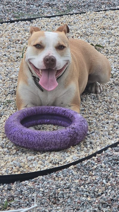 The media file displays a medium shot of a light brown and white pit bull dog lying on its back on a surface of small, light-colored gravel. The dog is looking up at the camera with its mouth open, tongue out, and a happy or playful expression. It is wearing a black collar with metal studs. Next to the dog's head, to its right, is a purple, textured ring toy. The background consists entirely of the gravel surface. The lighting suggests it is daytime, possibly sunny, given the clear visibility and shadows. The image appears to be taken outdoors, in a location that might be a backyard or a dog park. The overall mood is one of joy and playfulness, centered around the dog and its toy. No text is visible in the image.