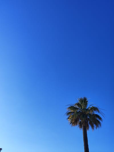 The image depicts a single palm tree set against a vast expanse of a clear, deep blue sky. The sky occupies the majority of the frame, with its color gradient from a lighter hue at the bottom to a deeper, richer blue at the top, suggesting a bright, sunny day.
The palm tree is positioned in the lower right quadrant of the image. It is a tall, slender palm with a dark, textured trunk and a full crown of feathery, green fronds. Some of the fronds appear to be slightly dried or yellowed, adding a touch of natural imperfection to the otherwise vibrant scene. The leaves are spread out, reaching upwards and outwards, creating a silhouette against the clear sky.
No people are visible in the image. The focus is solely on the natural elements – the sky and the tree. The lighting indicates it is daytime, likely mid-morning or early afternoon, given the brightness and the intensity of the blue. The weather appears to be fair and calm, with no clouds or wind suggested by the static nature of the fronds.
The location context of els Poblets, Spain, suggests a Mediterranean or coastal environment, where palm trees are a common sight. This context implies a warm, possibly humid climate typical of southern Europe. The simplicity of the composition – just the tree and the sky – evokes a sense of peace and tranquility. There is no visible text in the image.
