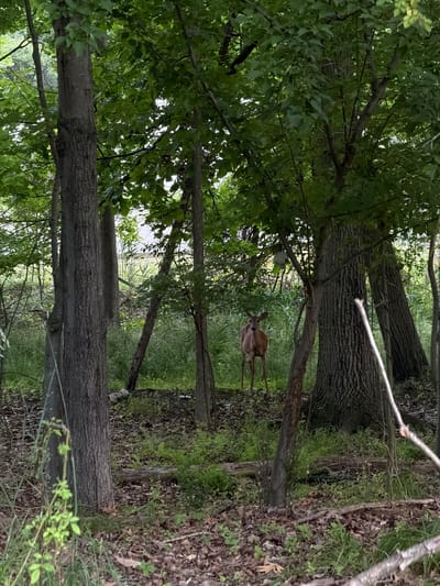 A deer stands in a wooded area. The deer is a light brown color and is facing the camera. It is standing in the middle of the frame, with trees and foliage surrounding it. The ground is covered in fallen leaves and grass. In the background, there is a hint of a road or path and some distant trees. The lighting suggests it is daytime, possibly overcast. The scene appears to be in a natural or semi-natural environment within or on the outskirts of Norwood, United States of America.