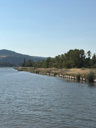 This landscape image, oriented vertically, depicts a body of water with a tree-lined bank and a hillside in the background. The water, filling the right two-thirds of the frame, is a calm expanse with subtle ripples. Along the left bank, a narrow strip of dry, grassy terrain is visible, punctuated by a line of vertical wooden posts, possibly forming a barrier or part of a structure. Beyond this, a dense line of green trees forms a backdrop, their foliage appearing lush. Further to the left and in the distance, a verdant hillside slopes upwards, its contours softened by the light. The sky above is a clear, pale blue, suggesting a daytime scene, likely late afternoon given the soft light. There are no visible people or text in the image. The scene evokes a sense of natural tranquility and a mild climate. The location is identified as Bourg-lès-Valence, France.