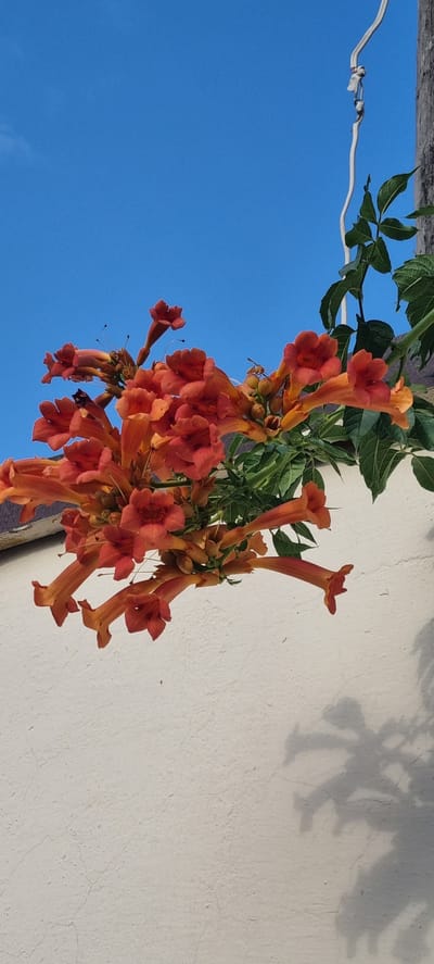 The image shows a close-up view of trumpet-shaped orange flowers blooming on a vine. The flowers are clustered together and hang downwards, with vibrant green leaves also visible. The vine is positioned against a textured, light-colored wall, which shows some cracks and imperfections. To the left of the flowers, a bright blue sky is visible. A thin white wire with a connector is also present in the upper left portion of the image, running horizontally. The lighting suggests it is daytime, likely with bright sunlight casting shadows of the foliage on the wall. The scene appears to be outdoors, possibly in a garden or on a building exterior. There is no visible text in the image.