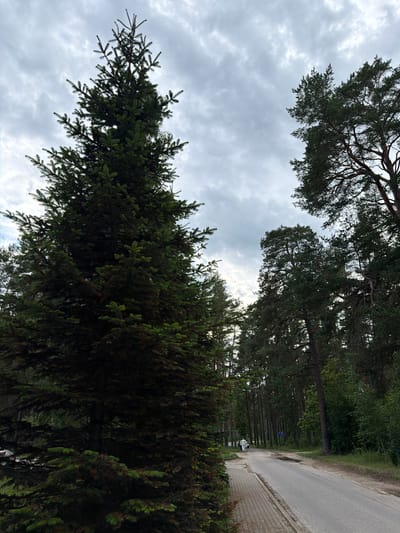 A tall evergreen tree dominates the foreground of this outdoor, low-angle shot. The tree's dark green foliage and textured bark are visible. Behind the tree, a paved road curves to the right, bordered by a brick sidewalk. The road leads into a forest of tall pine trees. A person in a white outfit is walking away from the camera on the sidewalk. The sky above is overcast with gray clouds. The scene appears to be in Upeslejas, Latvia, given the context.