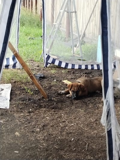 The image shows a brown dog lying on the ground inside a tent. The tent has white and blue striped fabric at the bottom and white netting at the top. A wooden post is propped up inside the tent, leaning against the ground. Outside the tent, there is green grass and a wooden fence. The ground inside the tent is dirt with some debris. The setting appears to be outdoors, possibly a backyard or campsite, in Зелёное, Russia.