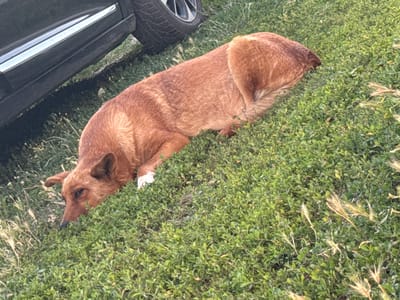 A medium-sized, reddish-brown dog is lying on its side in a grassy area next to a dark-colored car. The dog's head is resting on the ground, and its eyes are open. One of its front paws, which has white fur, is visible. The car's tire and lower body are partially visible in the upper left corner of the image. The environment appears to be a rural or suburban setting, likely in or around the city of Bălți, Moldova. The grass is green and lush, with some dried stalks of wheat or other grass mixed in. The lighting suggests it is daytime, possibly late afternoon or early evening due to the angle of the shadows.