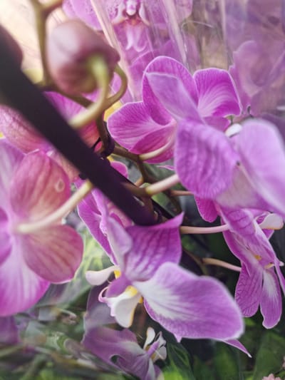 This media file is a close-up, slightly blurred photograph of several pink orchids. The flowers are the primary subject, with their delicate petals and intricate veining prominently displayed. The lighting appears to be artificial or diffused, as there are no harsh shadows or strong indicators of natural light like direct sunlight or a clear sky. The background is a soft blur of green, suggesting foliage, and some areas of pink from other unseen flowers or the same plants. There is also a dark, out-of-focus object, possibly a stem or a support, diagonally crossing the image. The focus is shallow, drawing attention to the textures and colors of the orchid petals, some of which have white or lighter pink markings. There are no people visible, and no specific setting beyond what can be inferred from the plants being orchids, which are often found in conservatories, greenhouses, or as houseplants. The overall impression is one of natural beauty and intricate detail, with the soft focus lending a gentle and artistic feel to the image. There is no visible text within the image. The location context provided is Wootton, United Kingdom, but this cannot be visually confirmed from the image itself.