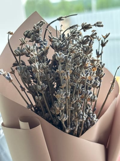 A close-up shot captures a bouquet of dried lavender flowers, bundled together with a pale pink paper wrapper. The lavender stalks are thin and woody, with small, dried buds clustered along their lengths. Some buds are a muted grey-blue, while others have a more straw-like, brown hue, indicating they are fully dried. The stems vary in thickness and are arranged in a dense cluster. The paper wrapper is smooth and has a matte finish, with one corner folded over, revealing another layer of the same paper underneath. The background is softly blurred, showing a light green and white diffused area that suggests a window or natural light source. The overall mood is serene and rustic, evoking a sense of natural beauty and calm. The lighting appears to be soft and diffused, possibly from an overcast day or an indoor setting near a window. There is no visible text in the image. The location context of Artemovsky, Russia is noted, but not explicitly depicted in the visual elements of the photograph.