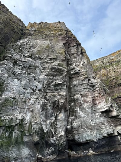 A steep, stratified rock face, characteristic of the Shetland Islands, United Kingdom, dominates the frame. The rock is a dark grey with lighter grey and white streaks, likely from guano deposits. Numerous small white birds are perched on ledges and nests embedded in the rock face. Several birds are in flight against a cloudy, pale blue sky. The base of the rock face meets dark, rippling water, suggesting it is a sea cliff. The texture of the rock is rough and layered, with visible strata and occasional patches of green moss or algae. The scene conveys a sense of wild, natural beauty and the presence of a thriving seabird colony.