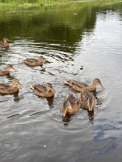 A flock of mallard ducks swims in a body of water that reflects green foliage from the far bank. The ducks are of varying sizes and ages, with mottled brown and black plumage. Some ducks are looking towards the camera, while others are facing away or dipping their heads into the water. The water has ripples, indicating gentle movement. The background shows a dense growth of green grass and vegetation along the shoreline. The scene appears to be in a natural setting, likely a pond or slow-moving river within or near the city of Anteplevo (Okhotinskoe S/P), Russia.