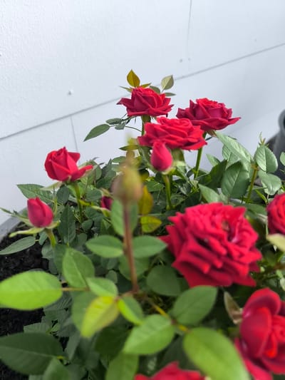 This is a close-up, eye-level shot of several red roses in a planter, set against a white, textured wall. The roses are the primary subjects, with their deep red petals and green leaves filling most of the frame. Some roses are fully bloomed, displaying intricate petal arrangements, while others are in bud, hinting at future beauty. The planter itself appears to be dark gray.
The scene is likely outdoors, suggested by the natural lighting and the texture of the wall which resembles exterior siding. The lighting suggests it's daytime, with diffused light indicating it could be overcast or late afternoon. There are no people or animals visible, and the focus is entirely on the floral arrangement.
Notable details include the sharp serrations on the edges of the rose leaves and the varying degrees of bloom among the flowers. There's a slightly out-of-focus, darker object visible in the upper right corner, possibly part of another planter or garden feature, but it's not clearly identifiable. The overall mood is serene and natural, highlighting the beauty of the roses. No text is visible in the image. The location context provided, Dillingen an der Donau, Germany, offers a geographical setting for this image, implying it was taken in that region.