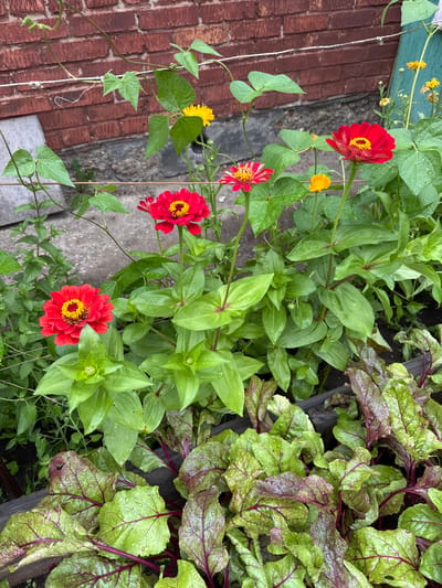 The image depicts a garden bed with a variety of plants, including red zinnias, yellow flowers, and beet greens. A brick wall forms the backdrop, with a clothesline strung across it. The plants are lush and green, with some leaves showing water droplets, suggesting recent rain or watering. The scene is outdoors, likely in a residential area. The location of Novo-İavlenka, Kazakhstan, is not visually discernible from the image content.