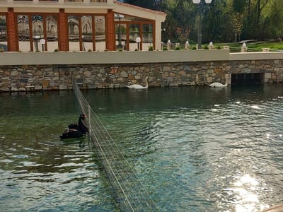 The image captures a serene scene in the Agia Varvara Park in Drama, Greece. The focal point is a body of water with two black swans swimming near a metal fence in the foreground, and two white swans swimming along the edge of the water near a stone wall. This wall supports a building with large windows reflecting trees. The water's surface is rippled, reflecting sunlight, and the building is topped by a cream-colored roof. Further beyond the building are trees and sky.