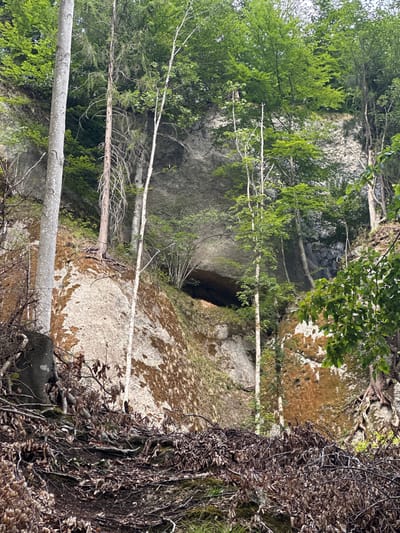 The image depicts a natural scene featuring a steep, rocky cliff face overgrown with vegetation. In the foreground, a dense layer of dry leaves and branches covers the ground, indicating a forest floor. Several trees, varying in size and species, are scattered throughout the image. A large, light-colored tree trunk dominates the left side of the frame, while thinner, lighter-colored trees with sparse foliage are more prominent further back. The cliff itself is textured and appears to be composed of light-colored rock, with patches of reddish-brown moss and green vegetation clinging to its surface. There is a dark, cave-like opening visible in the rock face, partially obscured by trees and foliage. The overall environment suggests a wild, untamed natural setting, likely a wooded hillside or a rocky outcrop within a forest. The scene does not contain any people or visible man-made structures, except for what might be interpreted as trail or erosion on the ground. The image is captured from a low angle, looking up towards the cliff face.