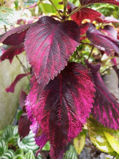 A close-up showcases vibrant coleus plants with jagged-edged leaves. Dominated by shades of deep maroon and bright magenta, the leaves display distinct vein patterns. Some leaves feature green and yellow patches. The background includes hints of other foliage, like striped peperomia, and a concrete structure. The image focuses on the intricate textures and colors of the coleus plants.