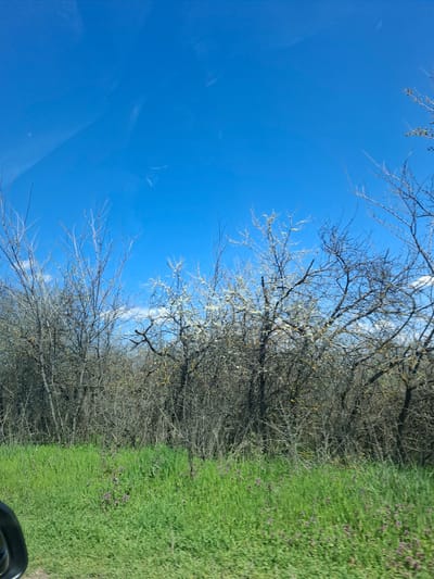 The image shows a view of a natural landscape, possibly from a moving vehicle. A clear, bright blue sky occupies the left portion of the image, partially obscured by tree branches at the top and bottom. The right side features a dense area of leafless trees transitioning into a grassy field, and some small purple flowers scattered within the grass. The exact location in Studeno Buche, Bulgaria, cannot be determined from the image. No people, actions, or interactions are visible.