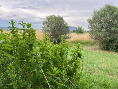 A low-angle, close-up shot captures a dense patch of vibrant green mint plants in the foreground. The leaves are lush and slightly wet, suggesting recent rain or dew. Beyond the mint, the landscape unfolds into a field of tall, dry, golden-brown grass that extends towards two trees. The tree on the left is a medium-sized, bushy olive tree, while the tree on the right is a larger, more mature olive tree with a spreading canopy. In the distance, rolling hills are visible under a sky filled with dramatic, grey-tinged clouds. The overall impression is one of a natural, somewhat wild setting, possibly a field or meadow in rural Greece, given the mention of Γαλλικός, Greece. The lighting suggests it is daytime, likely late afternoon or early morning, given the overcast sky. No people, objects, or text are visible in the image.