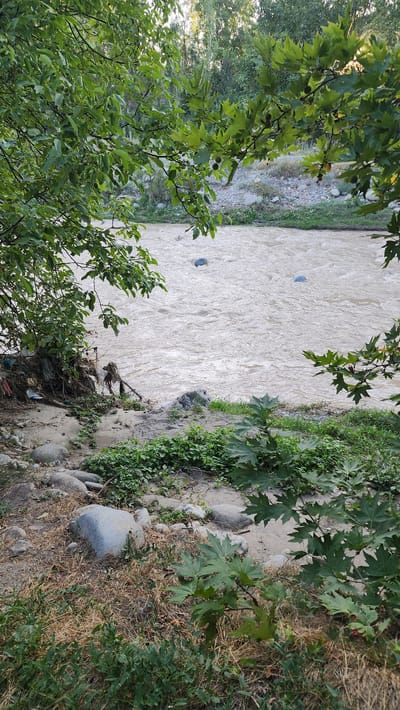 The image depicts a muddy river flowing through a natural landscape, likely in Vodil, Uzbekistan. The river's water is a murky brown, with visible ripples and currents suggesting a moderate flow. Several large, smooth grey stones are submerged in the water, with two appearing as prominent features. The riverbanks are a mix of sandy soil, scattered rocks, and sparse green vegetation. On the left bank, a significant amount of debris, including plastic waste and what appears to be fabric or other refuse, has accumulated near the base of a tree with exposed roots.
The foreground of the image is dominated by a rocky, dry embankment covered in patches of dry grass and green leafy plants. Large, rounded stones are scattered across this area. In the foreground and middle ground, lush green foliage from overhanging trees with large, lobed leaves partially obscures the view of the river and the opposite bank. These leaves are a vibrant green, and some appear to have small, dark, round fruits attached.
The background reveals a wooded area with a variety of trees, their foliage varying in color and density. The light suggests it is either early morning or late afternoon, with a warm glow filtering through the trees. The overall impression is one of a natural, somewhat wild environment that is being impacted by human waste.