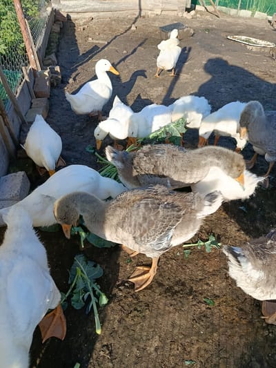 The image shows a group of geese and ducks in an outdoor enclosure with a dirt floor. The enclosure is partially fenced with wire mesh and wooden posts. Some of the birds are eating leafy green vegetables. The scene appears to be a farm or rural setting. There is no specific information in the image that would indicate the location is in Novozybkov, Russia.