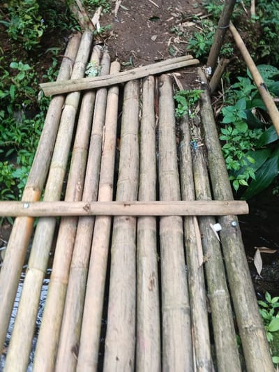 The image captures a rustic bamboo bridge or pathway set within a lush, natural environment. The bridge is constructed from numerous weathered bamboo poles, laid side-by-side to form a walking surface. These poles vary in color from light beige to greyish-brown, showing signs of exposure to the elements.
Two thinner bamboo poles are laid perpendicularly across the main parallel poles, serving as cross-beams to secure the structure. One cross-beam is visible near the upper end of the bridge, while another is positioned closer to the foreground. Small metal fasteners, possibly nails or bolts, can be seen attaching the lower cross-beam to the main bamboo poles.
On both sides of the bridge, dense green foliage, weeds, and plants are abundant, indicating a wild or overgrown setting. A dirt or muddy path leads up to the bridge in the background. Below the bridge, between the gaps in the bamboo, dark areas suggest water or muddy ground beneath.
The scene is lit by natural daylight, indicating it is daytime, with soft illumination and no harsh shadows. There are no people visible on or near the bridge, and no discernible text appears in the image. The construction suggests an improvised or traditional pathway, fitting a rural or natural landscape such as the provided location context of Nebilver (Tegal) Admin Centre, Papua New Guinea.