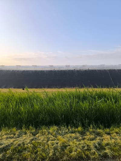 This image depicts a section of the dike at the Oostdijk in Wervershoof, Netherlands. The dike is covered with dark material and topped with a fence, likely for security or to prevent erosion. Several birds are perched on the fence and in flight near the dike. In the foreground, lush green grass grows tall, with mown grass visible at the bottom of the frame, suggesting recent landscaping. The sky above is clear and blue with a hint of pale clouds and the soft light of either sunrise or sunset.
