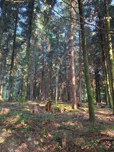 The image depicts a dense forest interior in Eschenbach (LU), Switzerland. Sunlight filters through the tall coniferous trees, casting dappled shadows on the forest floor. The ground is covered with a thick layer of fallen leaves, pine needles, twigs, and moss. Several tree stumps, some weathered and moss-covered, are visible. The undergrowth consists of ferns and small green plants. The overall impression is a natural, untouched forest environment. No people or animals are present in the image.