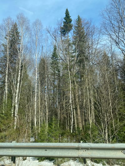 A roadside view through a car window shows a forest in Laiga, Russia. The image is slightly rotated, with a metal guardrail on the right side of the frame, partially obscuring the view. The forest consists of a mix of bare deciduous trees and evergreen trees. The sky is light blue, visible through the tree branches. Patches of snow are visible along the ground on the right side of the image, behind the guardrail.